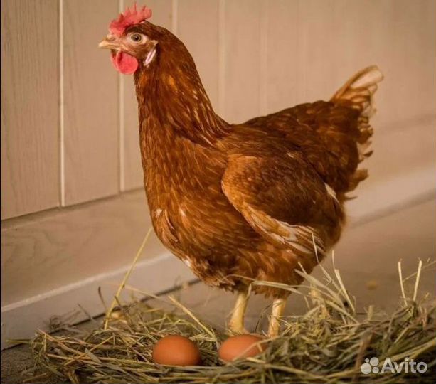 Инкубационное яйцо