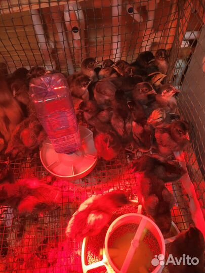 Продам цыплят