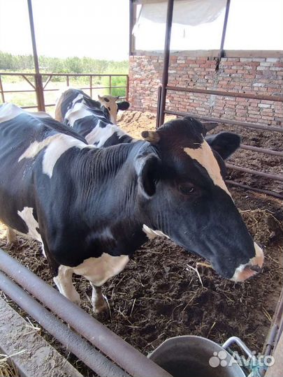 Коровы и телки стельные