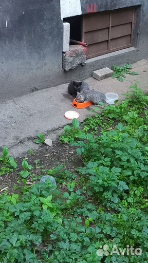 Котята