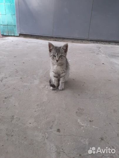 Котенок в добрые руки