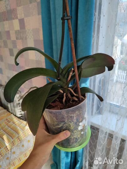 Орхидея фаленопсис