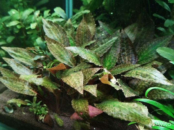 Криптокарина Нури, Люценс