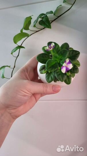 Сортовые фиалки цветущие