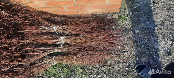 Дичка жердёлы