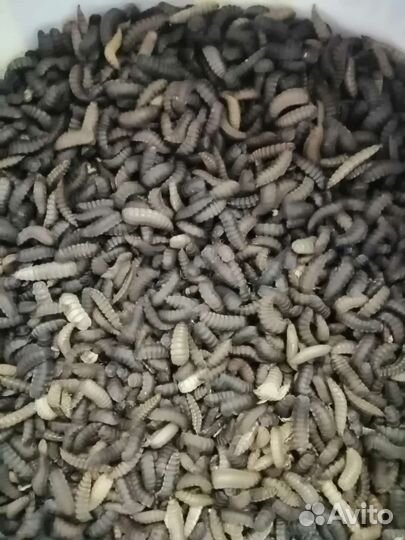 Яйца иЛичинки (Чёрной Львинки)