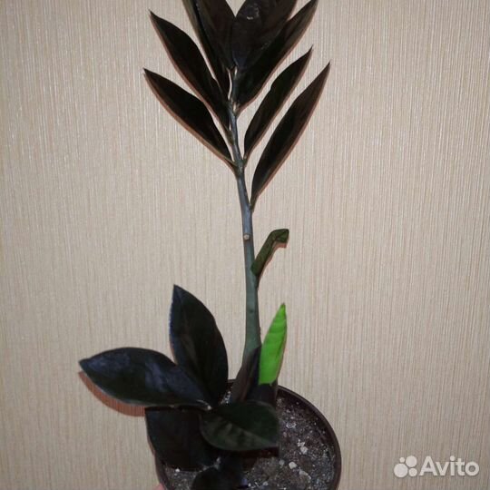 Шефлера и др