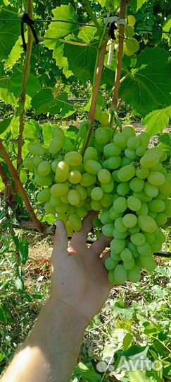 Виноград разные сорта