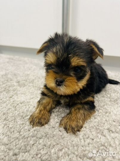 Щенки йоркширского терьера