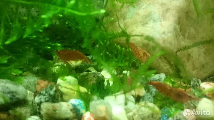 Рыбки улитки покемоны мелании креветки риччия