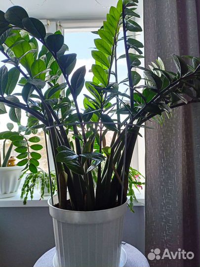 Замиокулькас