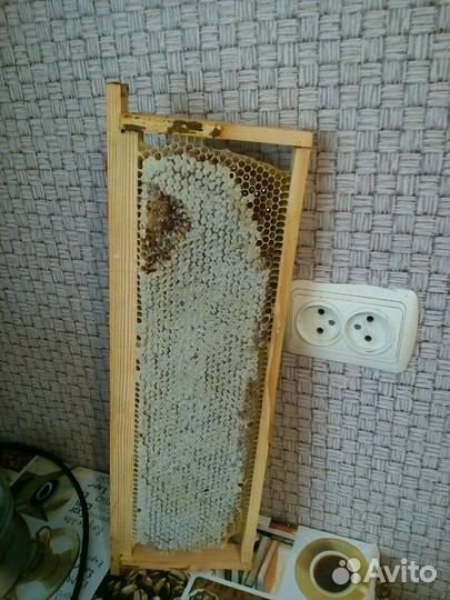 Мед горный 2024