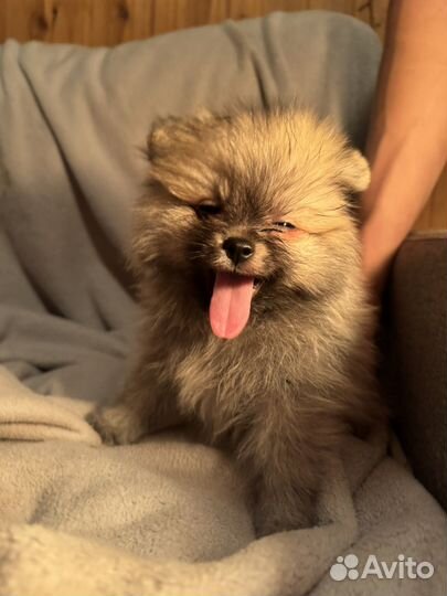 Щенки померанского шпица