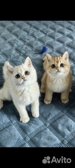 Британские котята шиншилла