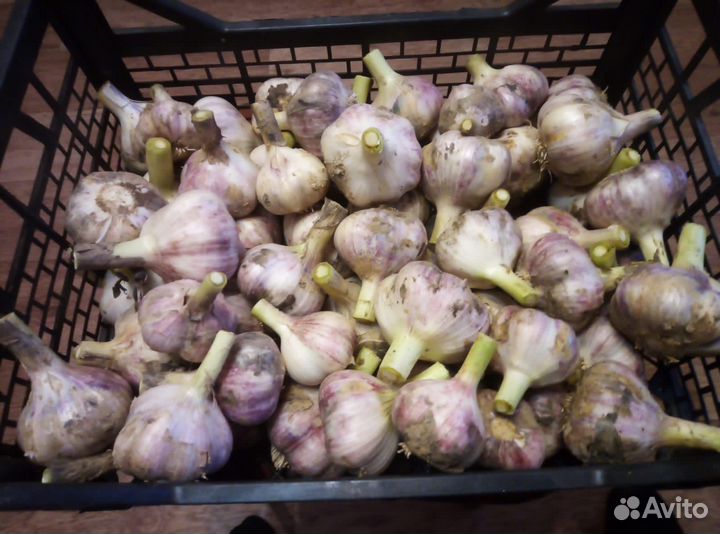 Чеснок домашний