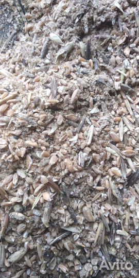 Зерноотходы пшеничные