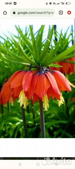 Рябчик или Царская корона