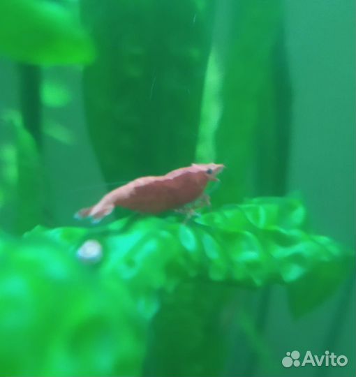 Вишневые креветки