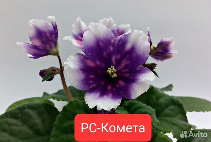 Сортовые фиалки