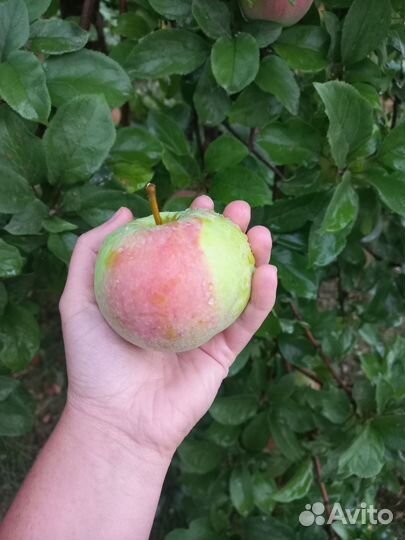 Яблоки, Виноград