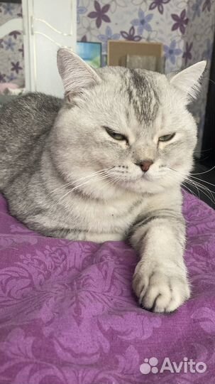 Молодой шотланский кот вязка