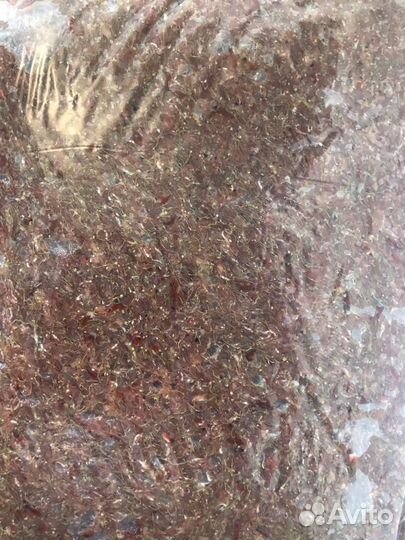 Рачок Артемии замороженный