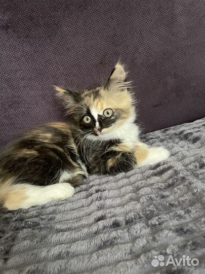 В добрые руки, трехцветный котеночек(девочка)