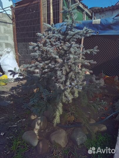 Ель голубая