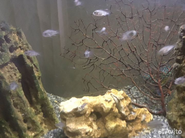 Акара бирюзовая мальки 34 см