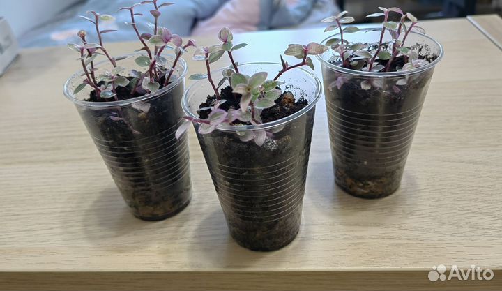 Пинк леди. Традесканция. Розовая пантера