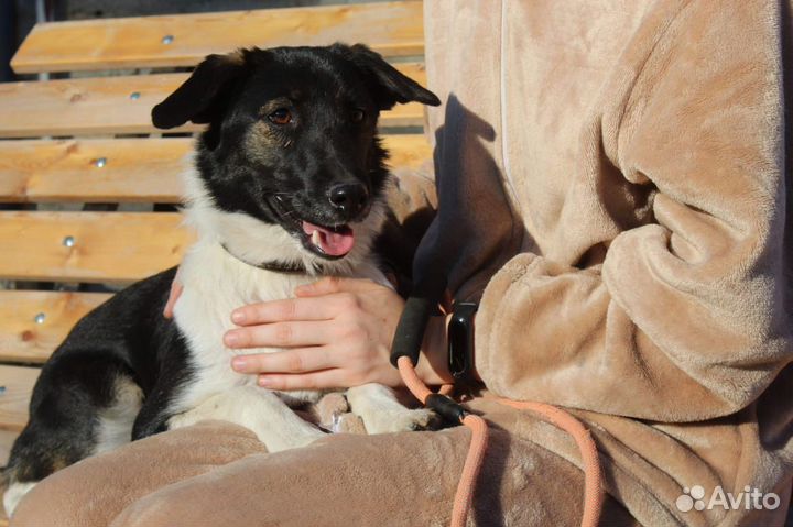 Собака в добрые руки