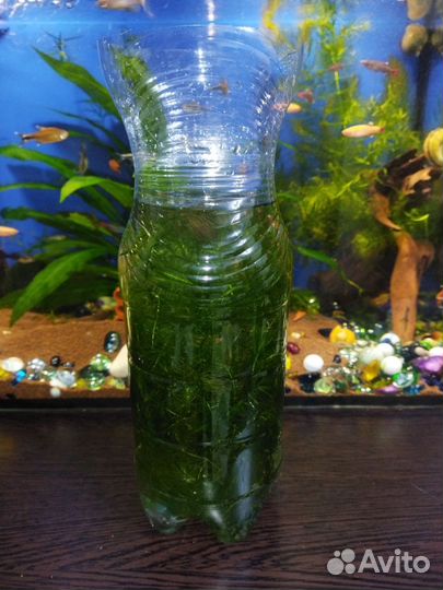 Роголистник прополка