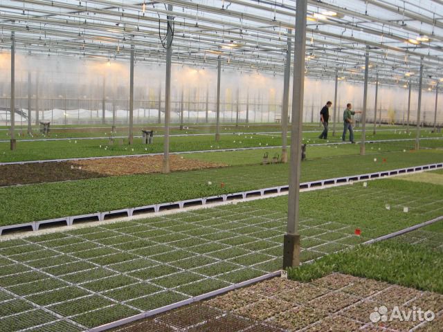 Рассада Эустомы, Лизиантуса