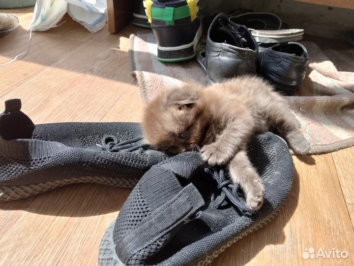 Вислоухие котята