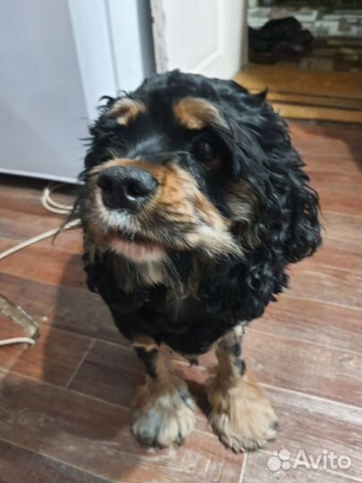 Собака в добрые руки, отдам бесплатно