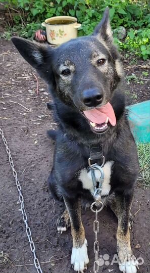 Собака в добрые руки