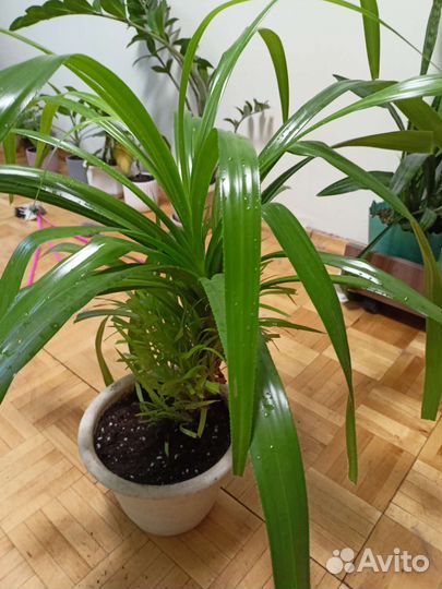 Пальма панданус