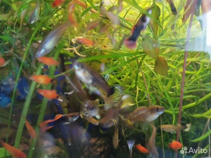 Гуппи и пецилии