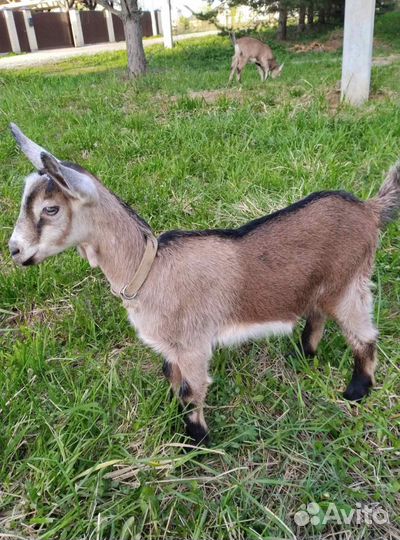 Альпийские козлята