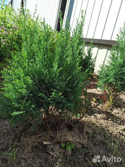 Кипарисовик лавсона