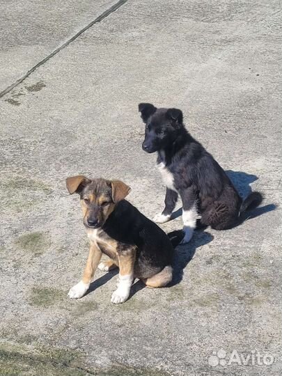 Собаки щенки