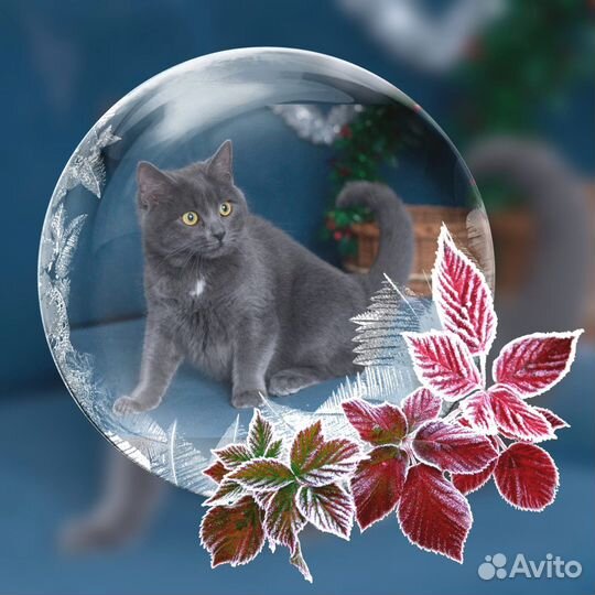 Котик в добрые руки