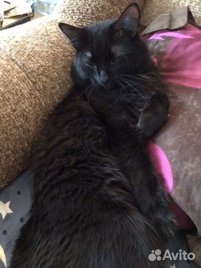 Отдам кота в добрые руки