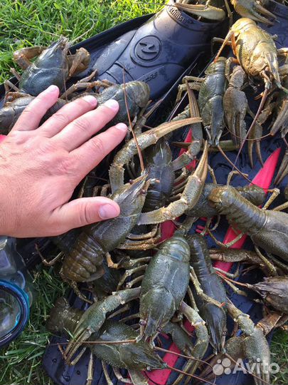 Раки Рыба Крабы