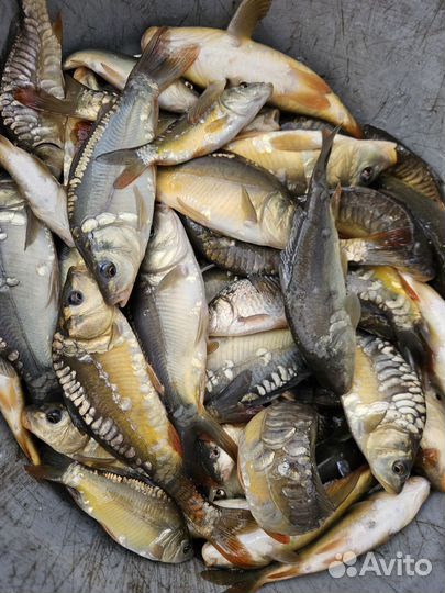 Живая рыба:карп, толстолобик, белый амур