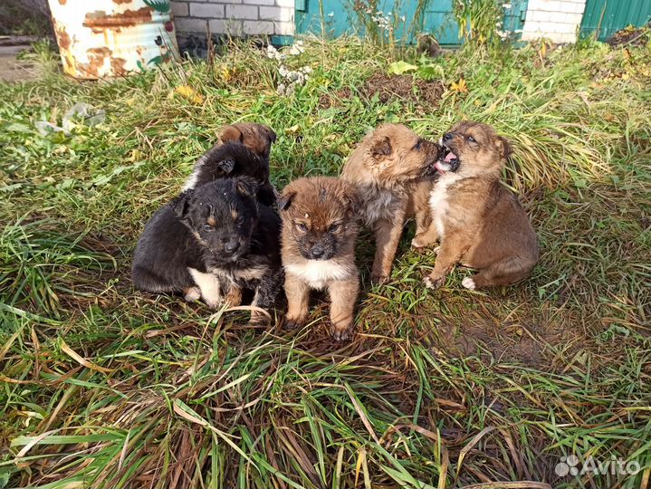 Щенки бесплатно