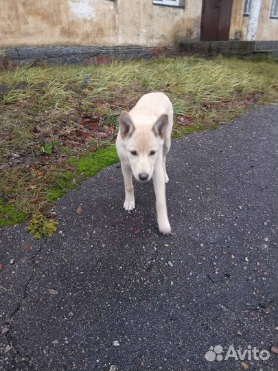 Юкки ищет дом