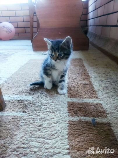 Котята турецкой ангоры