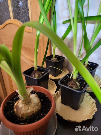 Индийский лук (птицемлечник)