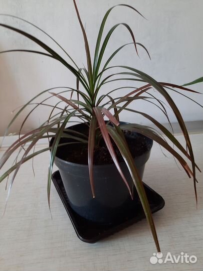 Спатифиллум,драцены, гибискус, домашние растения